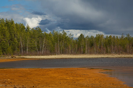 Sandy beach of a forest lake in a pine forest, Central Russia.