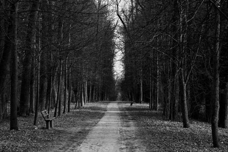 Alley in an abandoned spring park.の写真素材