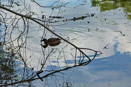 Ducks on the water of the Pakhra river.の写真素材