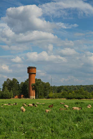 A flock of sheep on summer grazing in the Moscow region, Russia.の写真素材