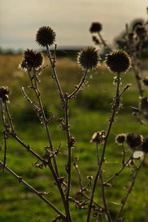 Autumn burdock in the rays of the setting sun.の写真素材