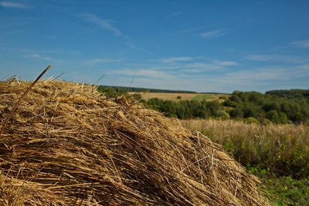 Hayfields in the Republic of Mordovia, Russia.