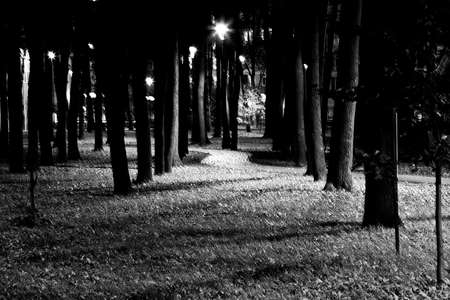 Night in the city autumn park.の写真素材