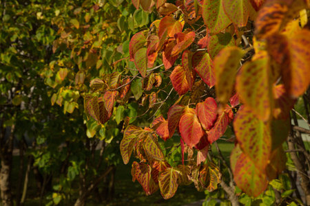 Sunny autumn day in the city park.