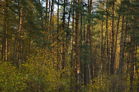 Sunny autumn day in the city park.