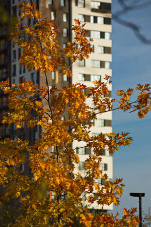 Autumn maple on the background of city buildings.の写真素材