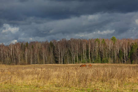 Livestock grazing on an autumn day.の写真素材