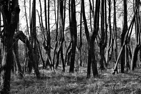 An abandoned park on the ruins of the Chernyshev estate, the village of Yaropolets, Moscow region of...