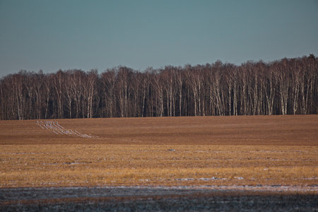 Country road in the field after the first snow, Russia.の写真素材