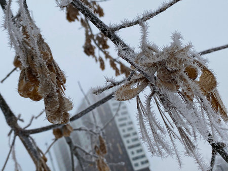 Frost on the branches of trees on a foggy winter morning.