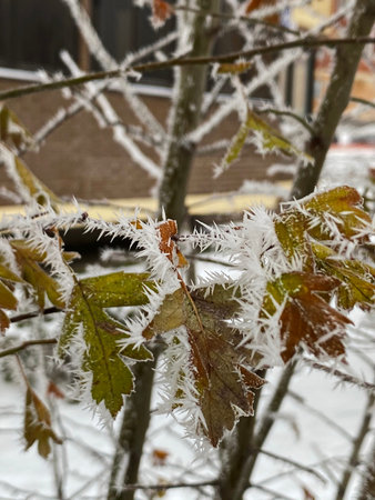 Frost on the branches of trees on a foggy winter morning.