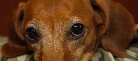 Red-haired dachshund on a trip.の写真素材