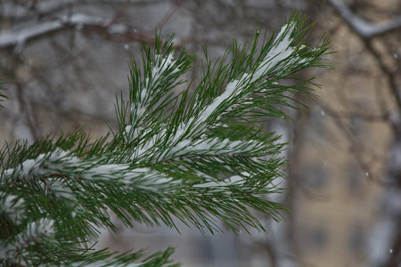 Pine branches in a winter park during a snowfall.