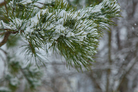 Pine branches in a winter park during a snowfall.