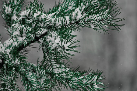 Pine branches in a winter park during a snowfall.