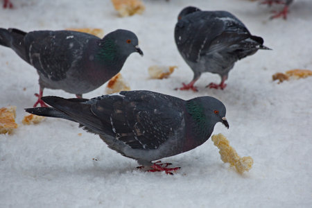 Feeding city pigeons on a snowy street.の写真素材