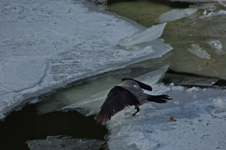 Ice drift on the Moscow River.