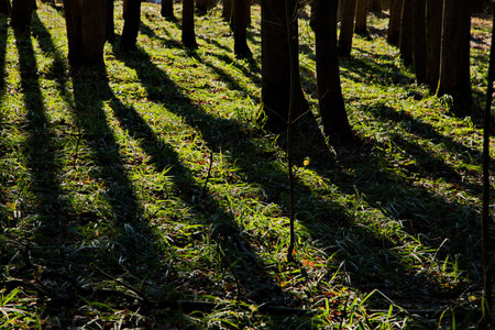 Pre-sunset rays of the spring sun in a pine forest.