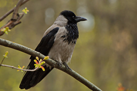 A crow on the branches of a tree in a spring city park.