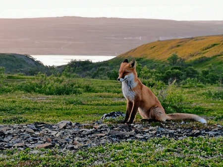 Fox in the Kola tundra.