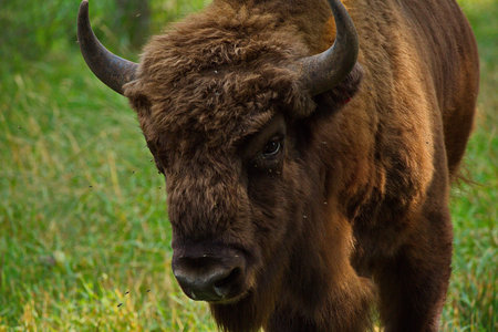 Young bison in the open-air cage of the nursery.