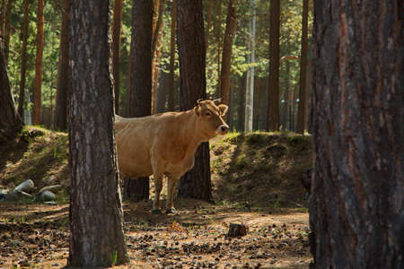 A cow in a pine forest in the foothills of Elbrus.の写真素材