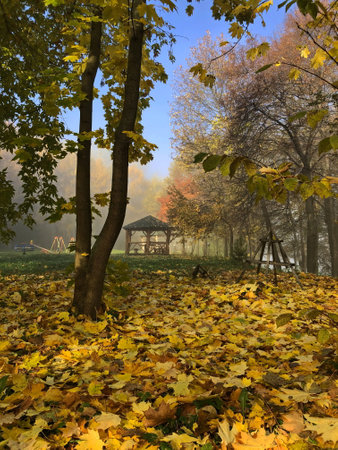 Foggy morning in the city autumn park.の写真素材