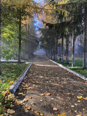 Foggy morning in the city autumn park.の写真素材