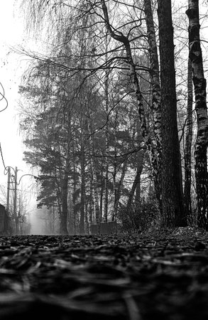 Foggy autumn morning in the Moscow region.の写真素材