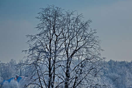 Frosty day on the outskirts of Moscow.の写真素材
