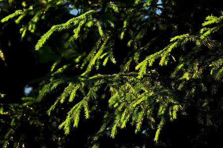Spruce branches in the evening forest.の写真素材