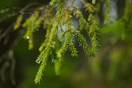 Fir branches in the Karelian forest after the rain.