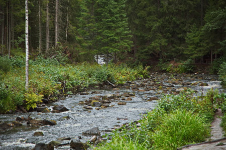 A small mountain river in the Karelian forest.の写真素材