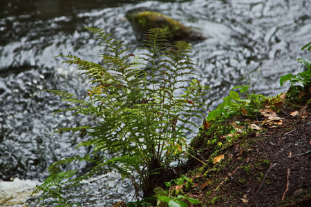 Fern on the bank of a forest river.の写真素材
