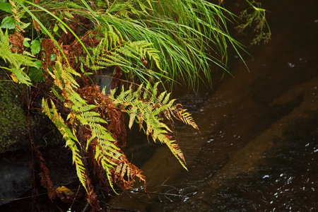 Fern on the bank of a forest river.の写真素材