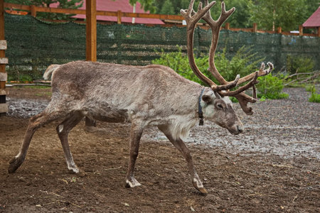 Reindeer on a tourist farm in Karelia.の写真素材
