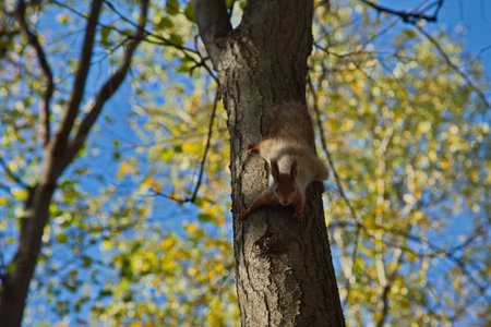 Squirrel in the autumn city park.の写真素材