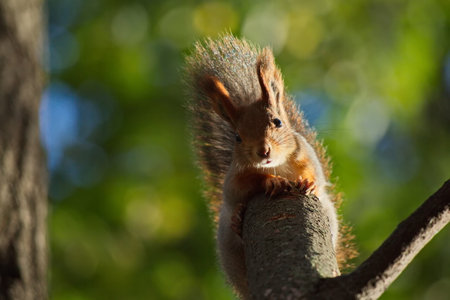 Squirrel in the autumn city park.の写真素材