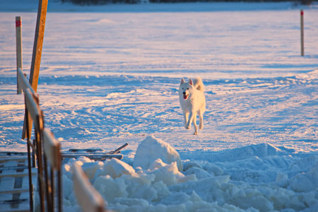 White husky on the ice crossing.