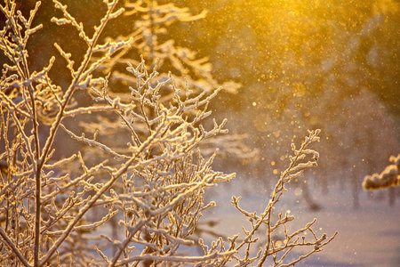 Snow-covered trees in the January snowfall in the forest.の写真素材