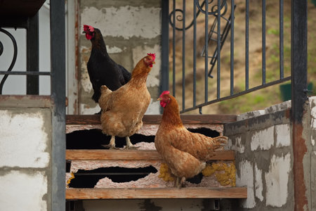Chicken herd on a morning walk.の写真素材