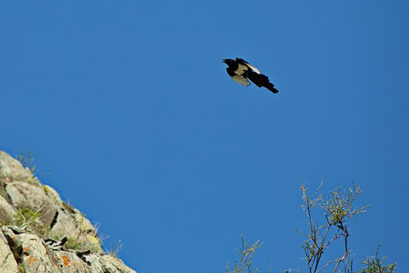 Magpie on the rocks of the Altai mountains.