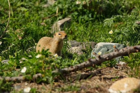 Gopher in the Altai mountains.の写真素材