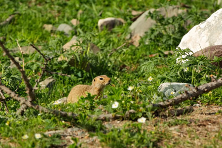 Gopher in the Altai mountains.の写真素材