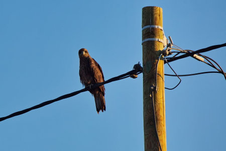 Kites in the village of Kosh-Agach.の写真素材