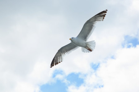 Seagulls over the water of Lake Baikal.