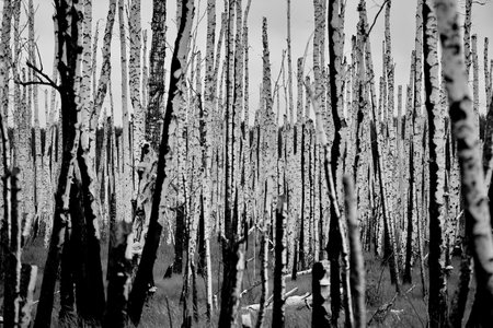 Birch grove after a forest fire.の写真素材