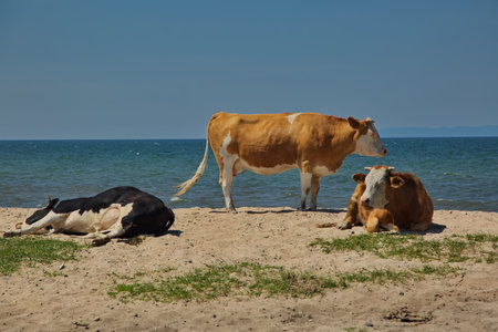Livestock walking on the shore of Lake Baikal.