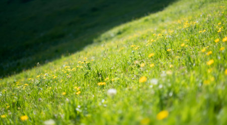 A wide-angle shot of a lush green meadow filled with vibrant wildflowers, bathed in soft natural lighting. The image conveys a peaceful and refreshing mood, ideal for nature-themed projects and backgrounds.の素材