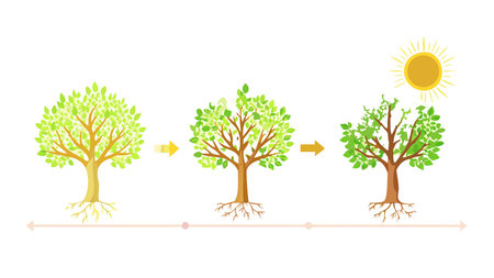Set of green tree with growth stages. Vector illustration isolated on white background.のイラスト素材